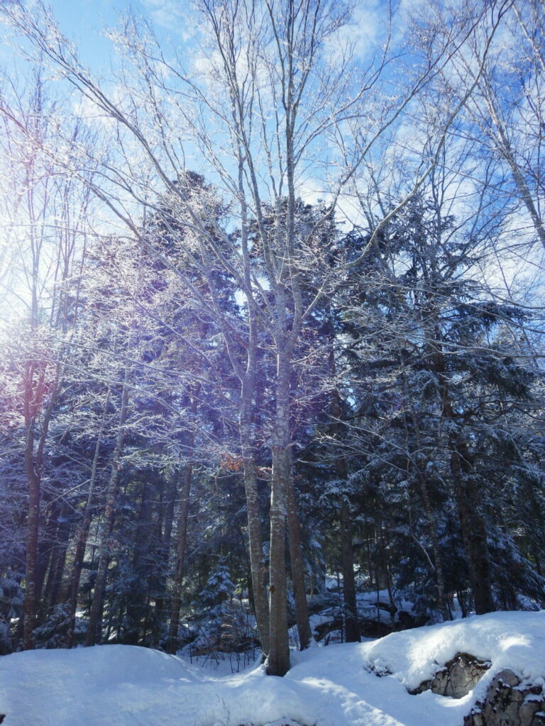 Photo paysage d'hiver arbre