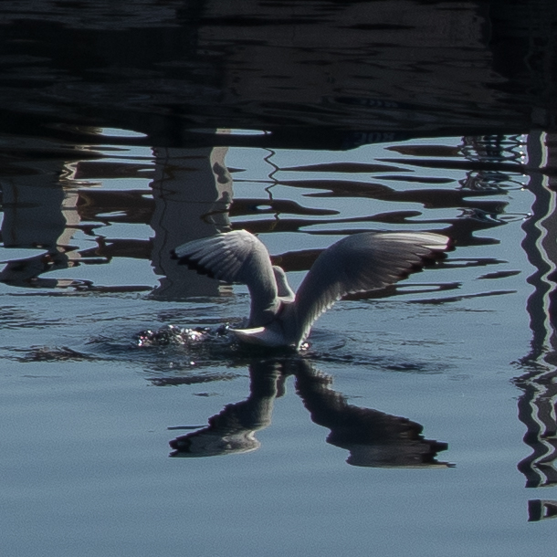 Reflet de mouette dans l'eau